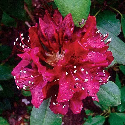 Rhododendron ‘Dark Lord’