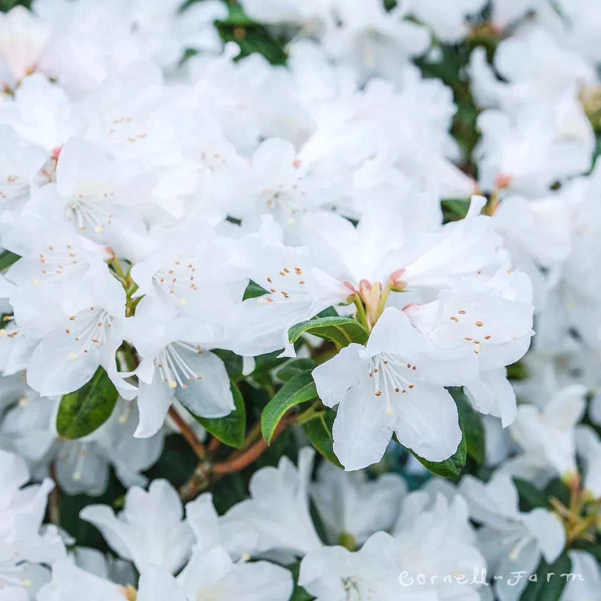 Rhododendron Dora Amateis 18-21in
