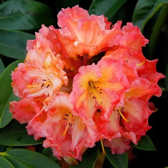 Rhododendron ‘Fire Rim’