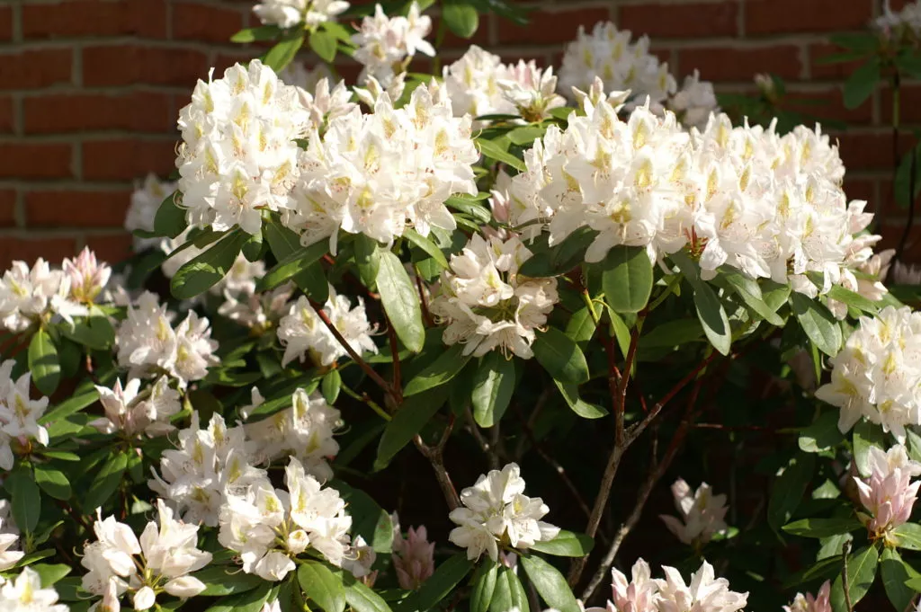 Rhododendron ‘Joe Paterno’