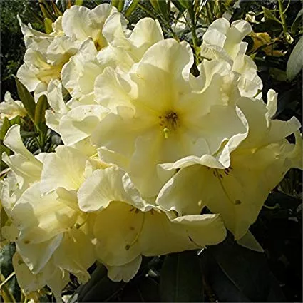 Rhododendron ‘Karen Triplett’