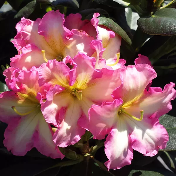 Rhododendron ‘Melrose Flash’