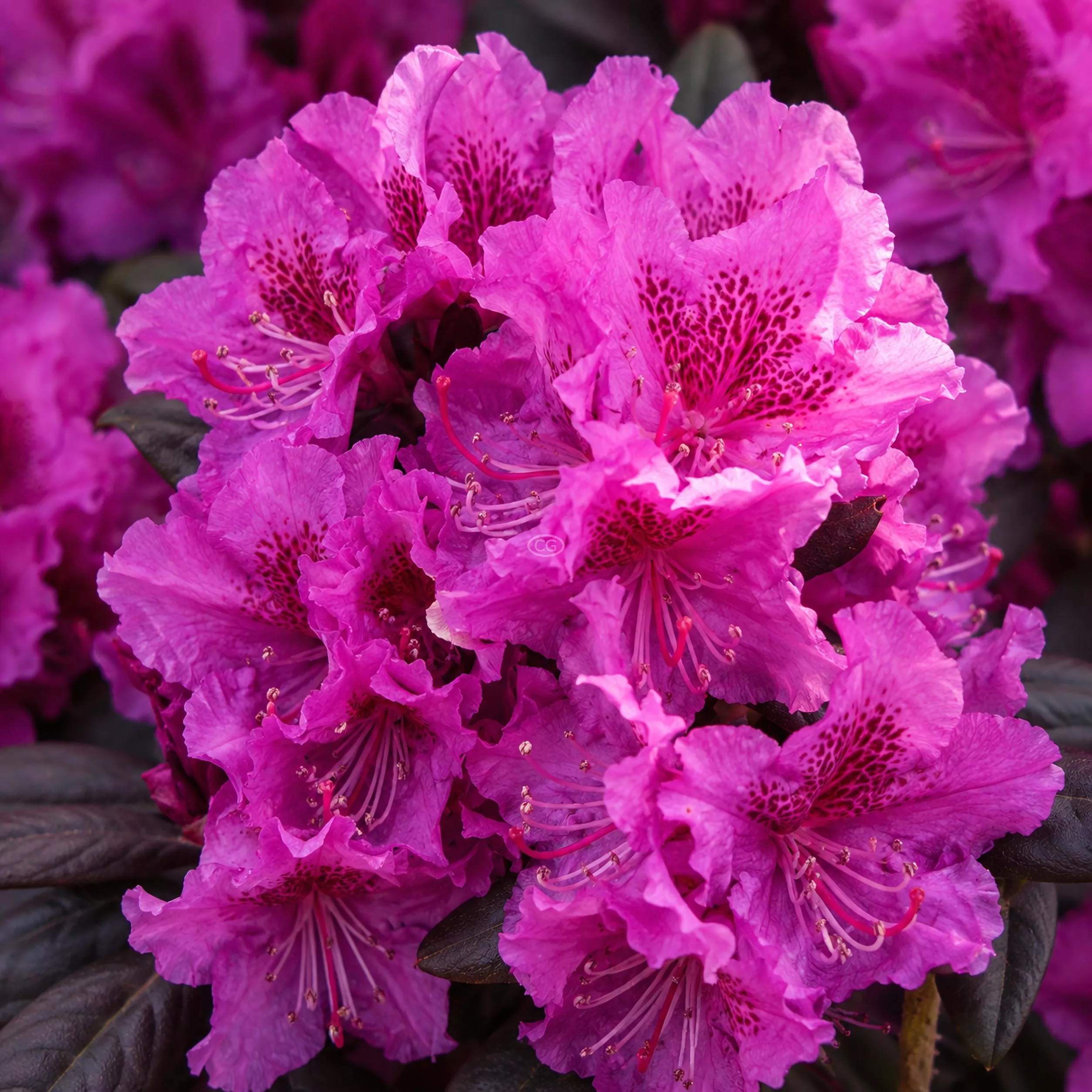 Rhododendron × 'Midnight Ruby' | Rhododendron 'Midnight Ruby' | {3-Gallon pot} - Classy Groundcovers