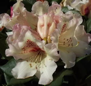 Rhododendron ‘Mrs. Betty Robinson’