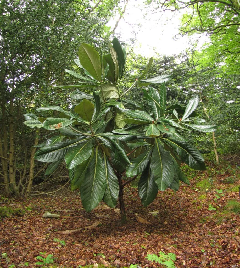 Rhododendron sinogrande