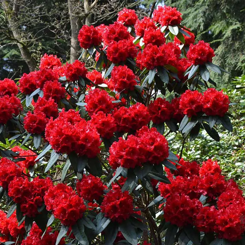 Rhododendron‘Taurus’