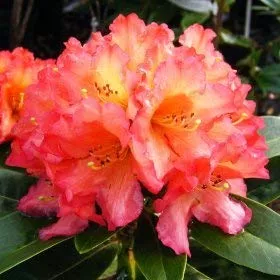 Rhododendron ‘Unique Marmalade’