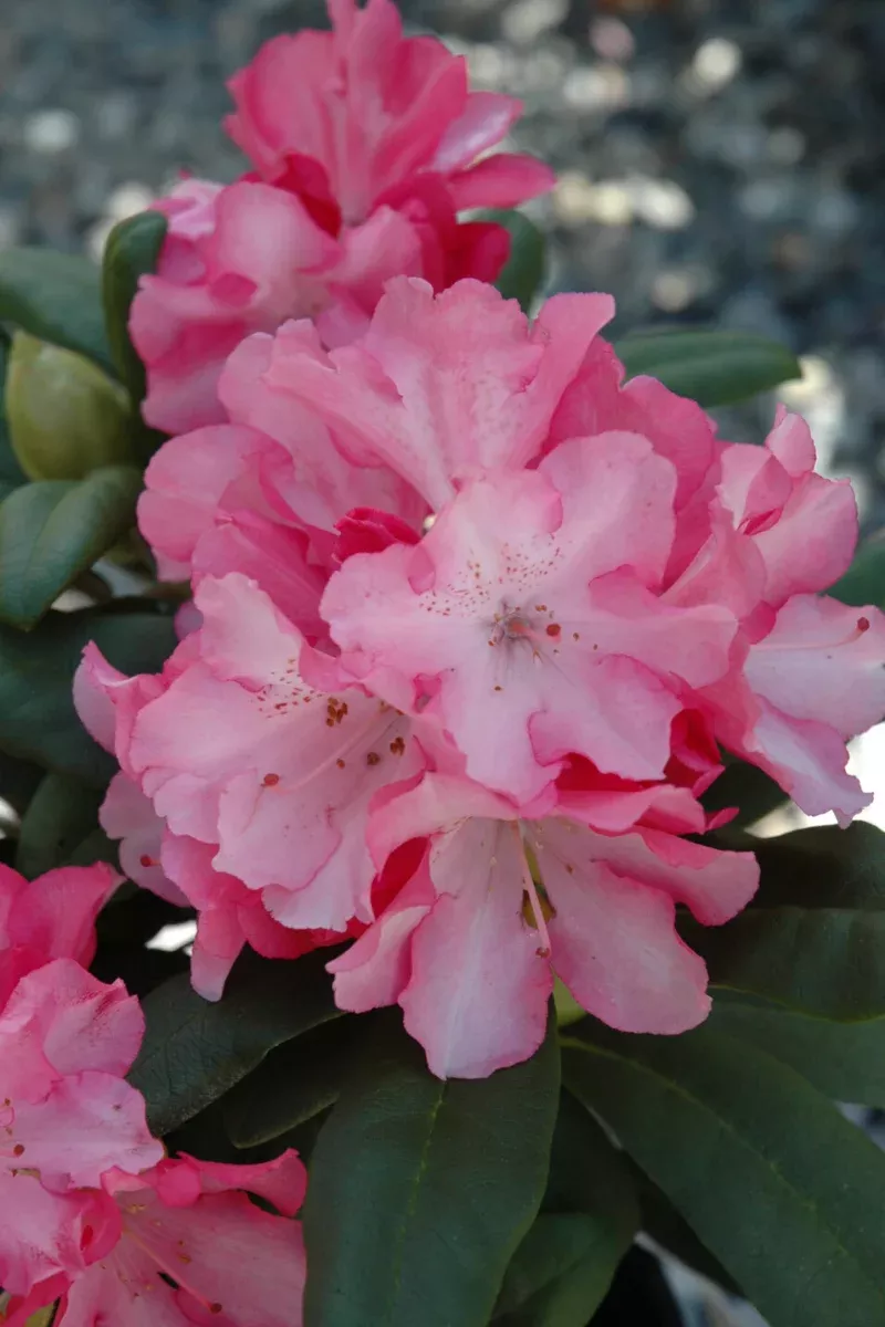 Rhododendron, Yaku Prince