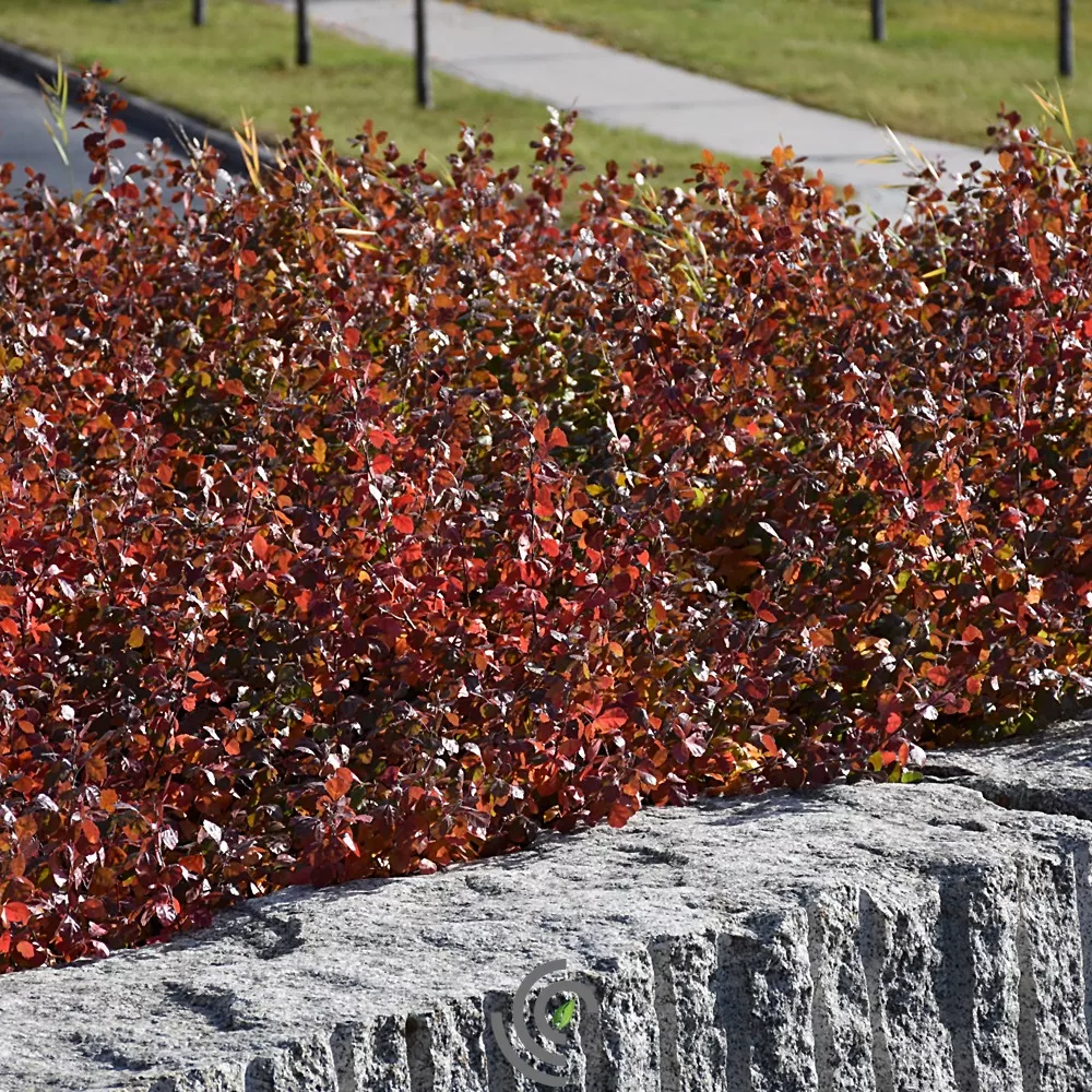 RHUSFragrant Sumac"Gro-Low