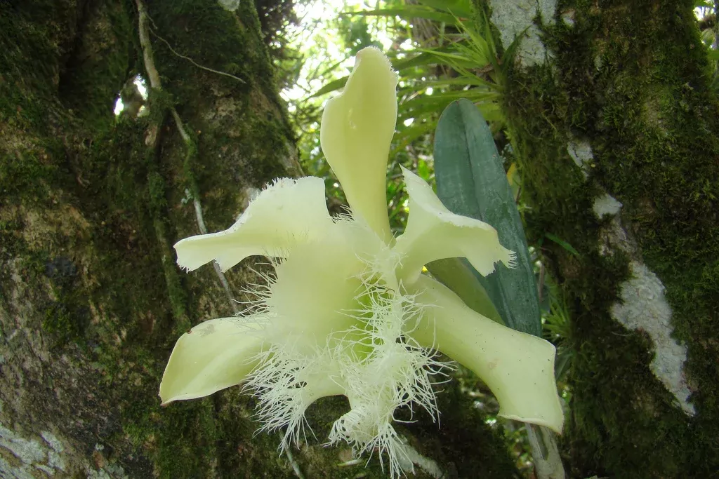 Rhyncholaelia digbyana