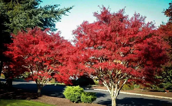 Ribbon Leaf Japanese Maple