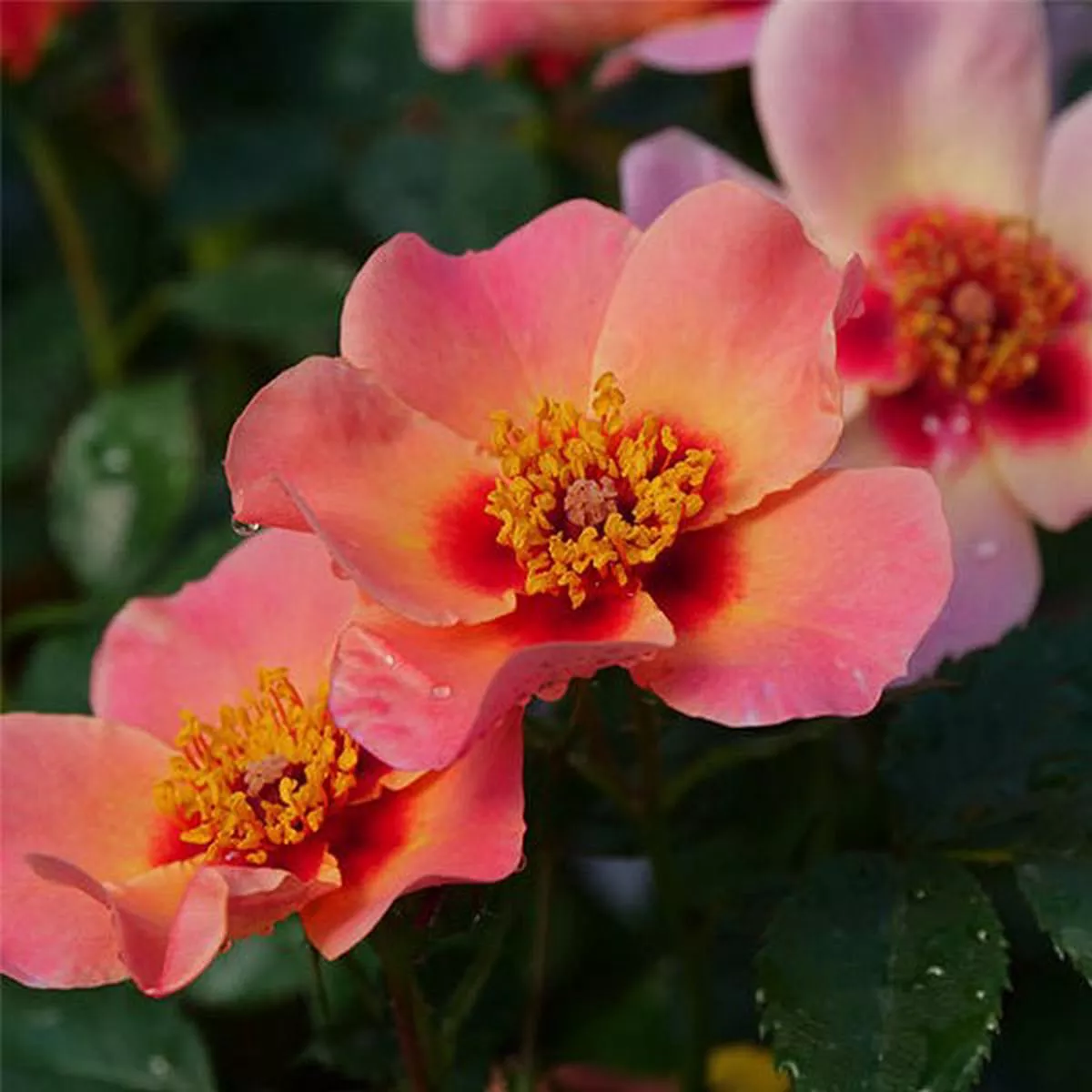 Ringo All - Star™ Shrub Rose