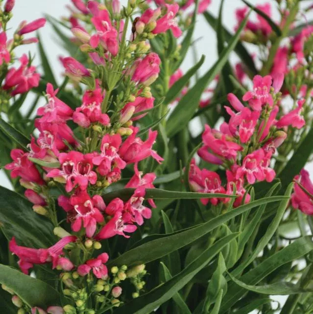 Rock Candy Ruby Penstemon (Beardtongue)