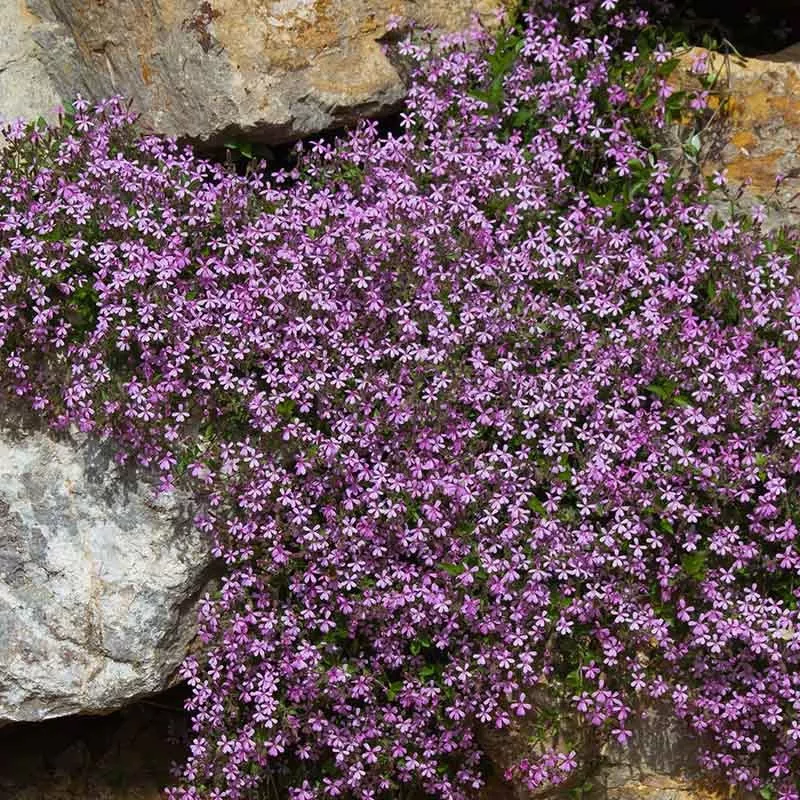 Rock Soapwort