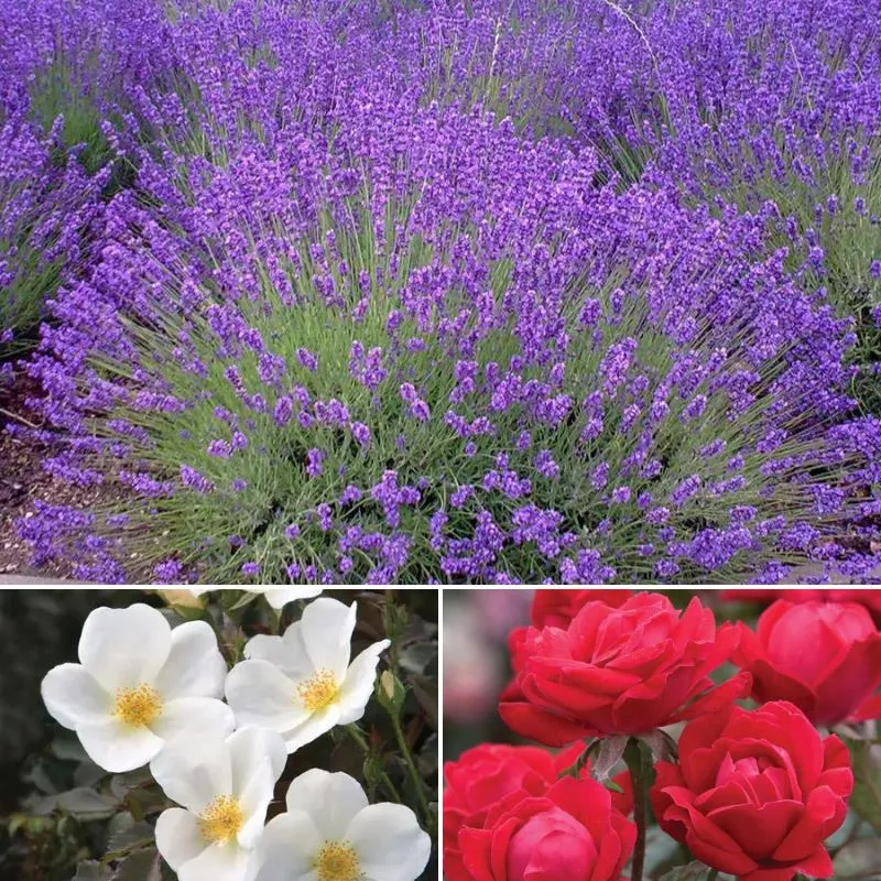 Romance in the Garden