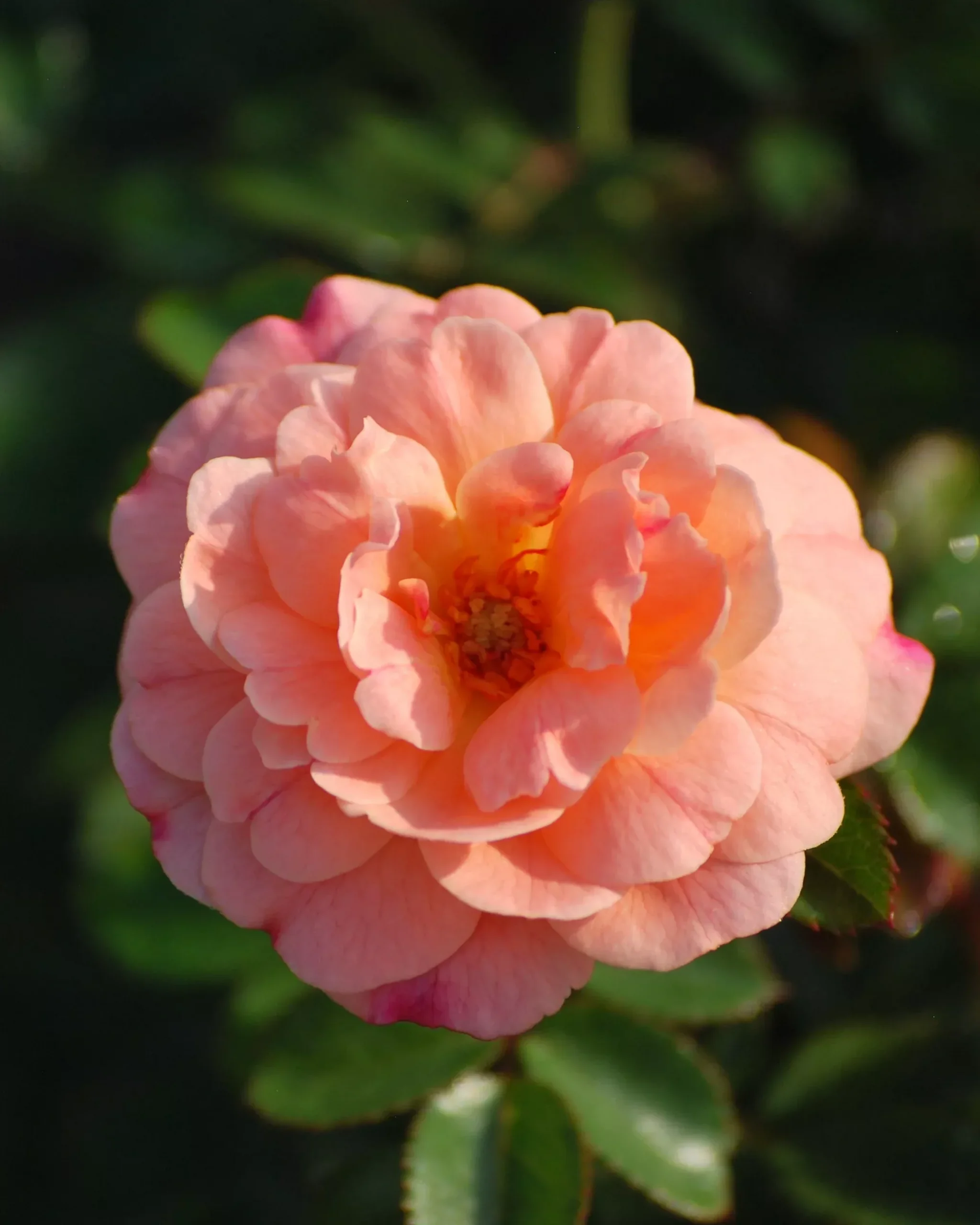 Rosa Apricot Drift