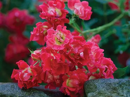 Rosa ‘Meigalpio’Red Drift PP#17877