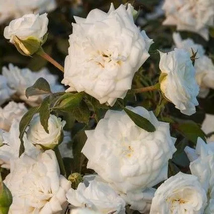 Rosa ‘Meizorland’ White Drift’