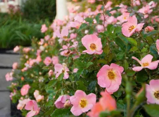 Rosa ‘Radcor’ Rainbow Knock Out PP#17346