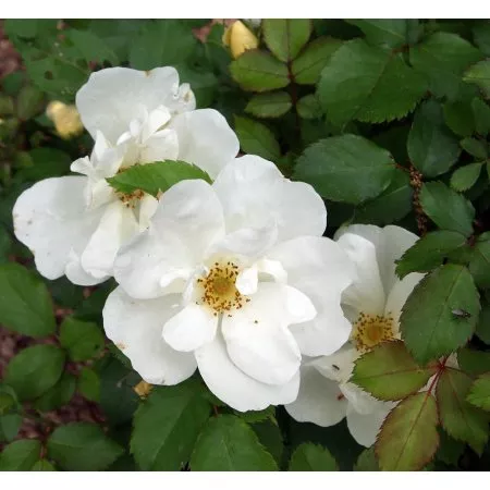 Rosa ‘Radwhite’ (White Knockout Rose)