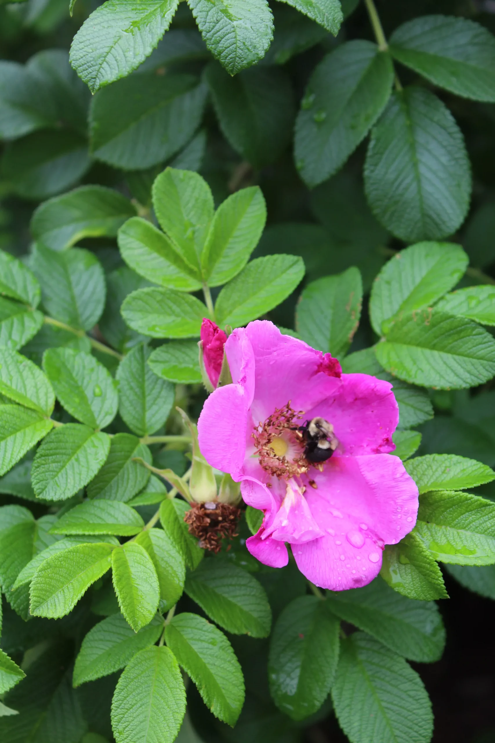 Rosa rugosa 3g