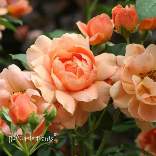 Rose 'At Last' - One Quart Pot