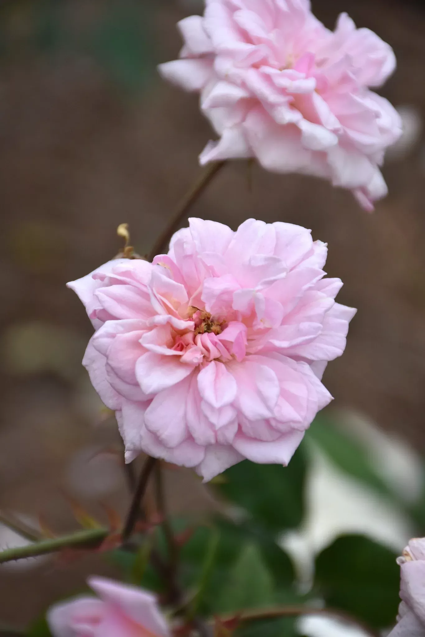Rose, Cecile Brunner