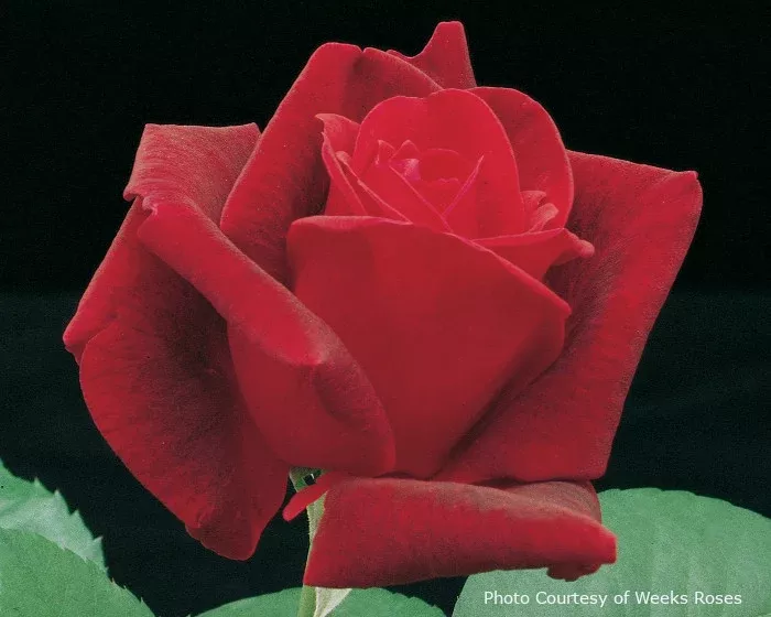 Rose 'Chrysler Imperial'