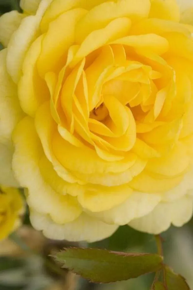 Rose, Easy Elegance High Voltage