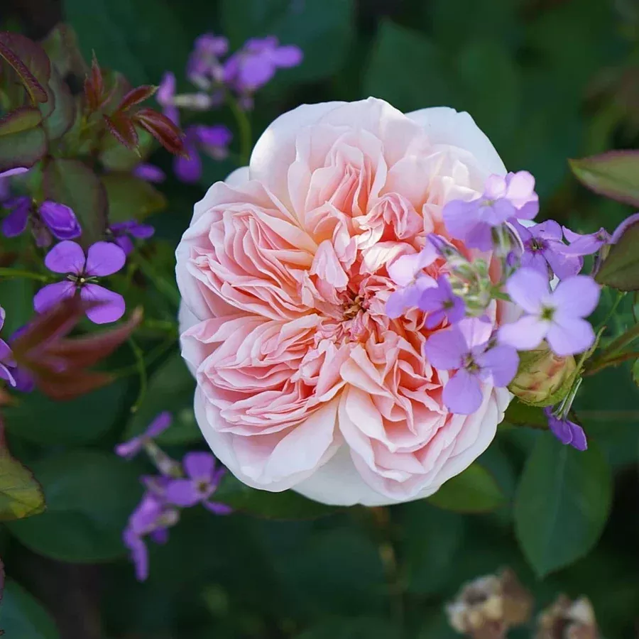 Rose Evelyn 5gal David Austin