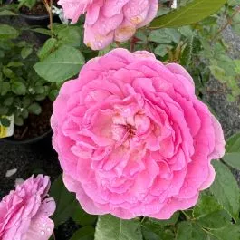 Rose Floribunda Orchid Romance