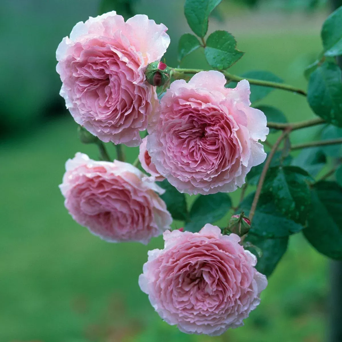 Rose James Galway Climber 5gal David Austin