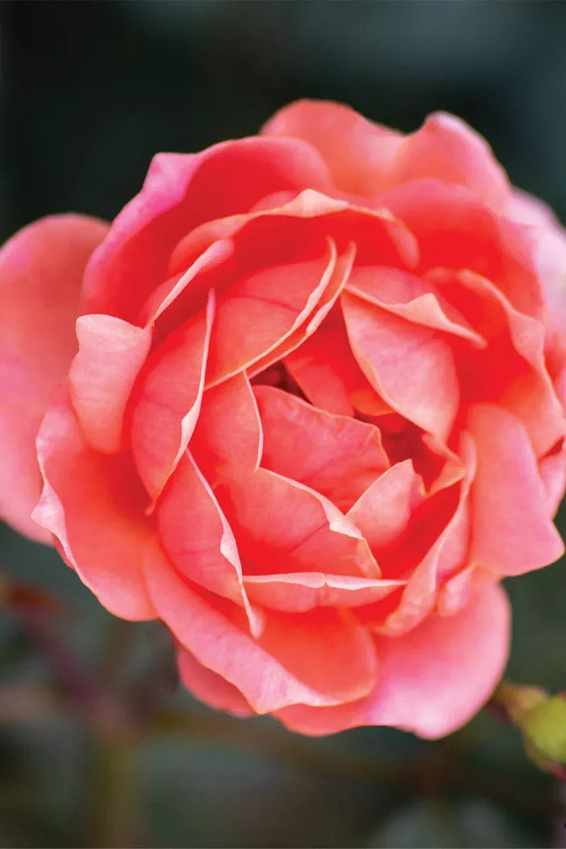 Rose - Knock Out Coral