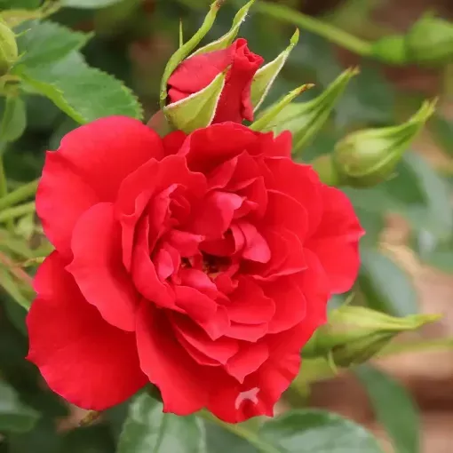 Rose 'OSO EASY Pathfinder™ Red' Landscape Rose - One Quart Pot