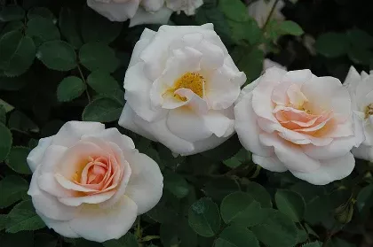 Rose - Pretty Lady