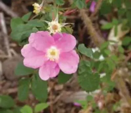 Rose, Prickly
