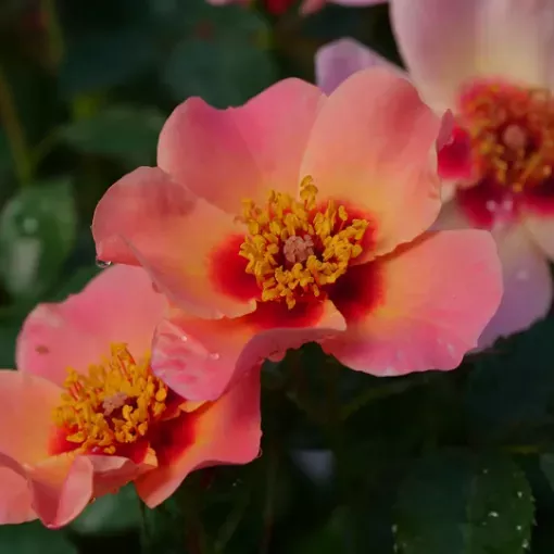 Rose 'RINGO All-Star™' Landscape Rose - One Quart Pot