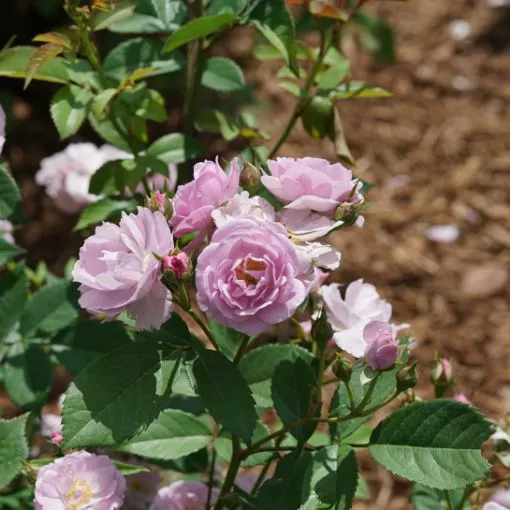 Rose 'RISE UP Lilac Days' Climbing Rose - One Quart Pot