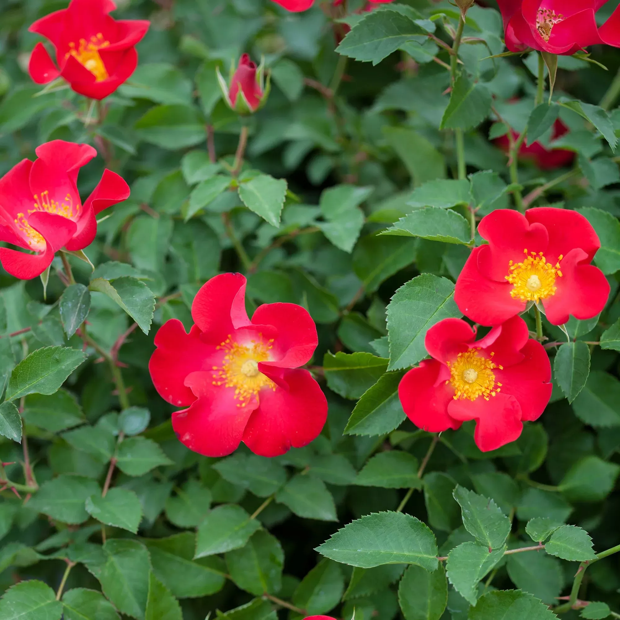 Rose - Screaming Neon Red