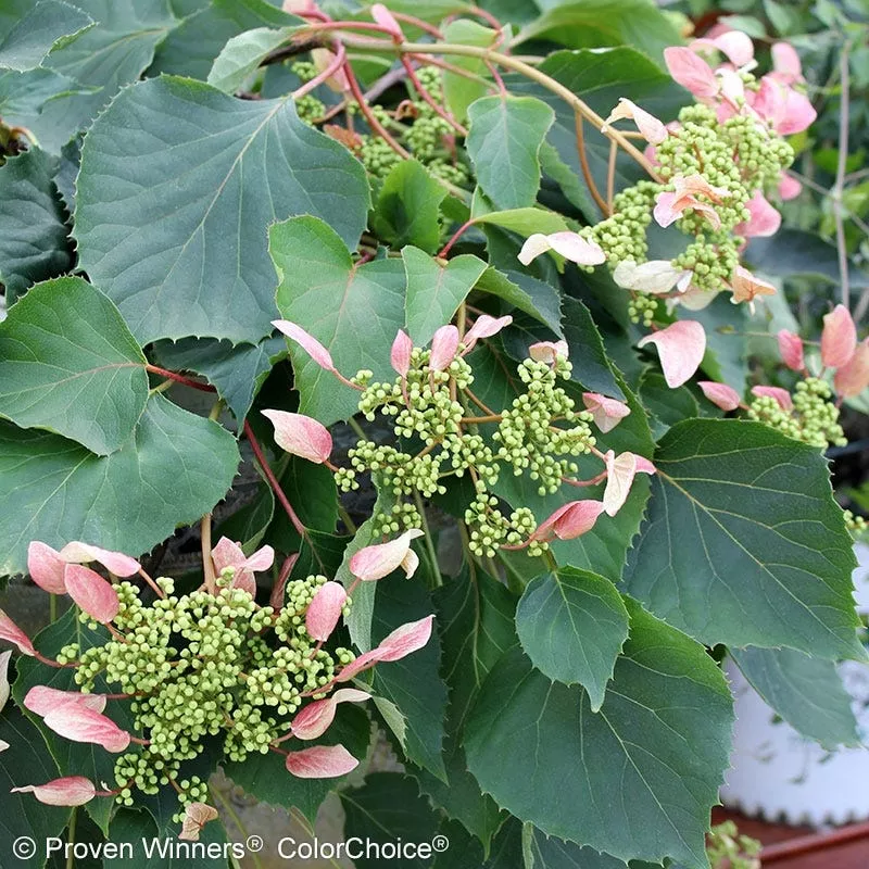 Rose Sensation False Hydrangea Vine
