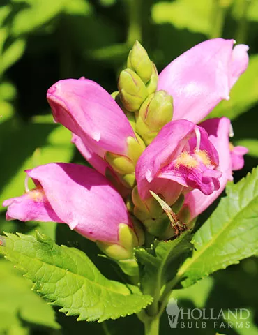 Rose Turtlehead