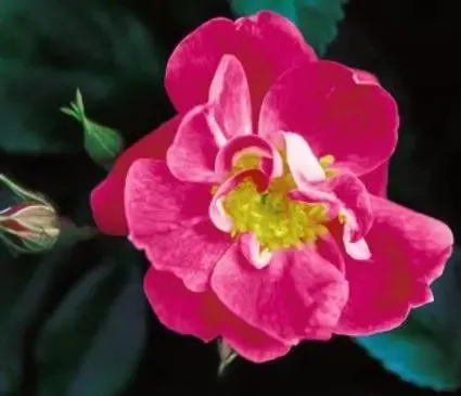 Rose, William Baffin