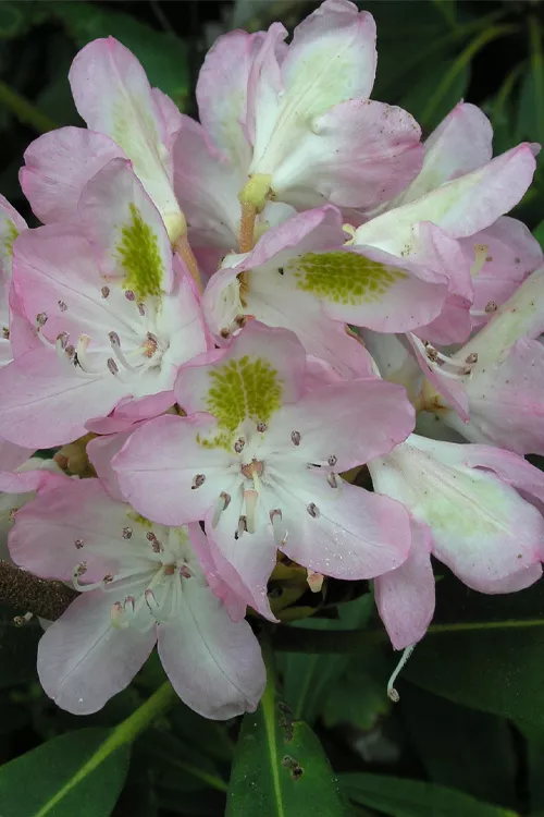 Rosebay Rhododendron Maximum - 3 Gallon Pot