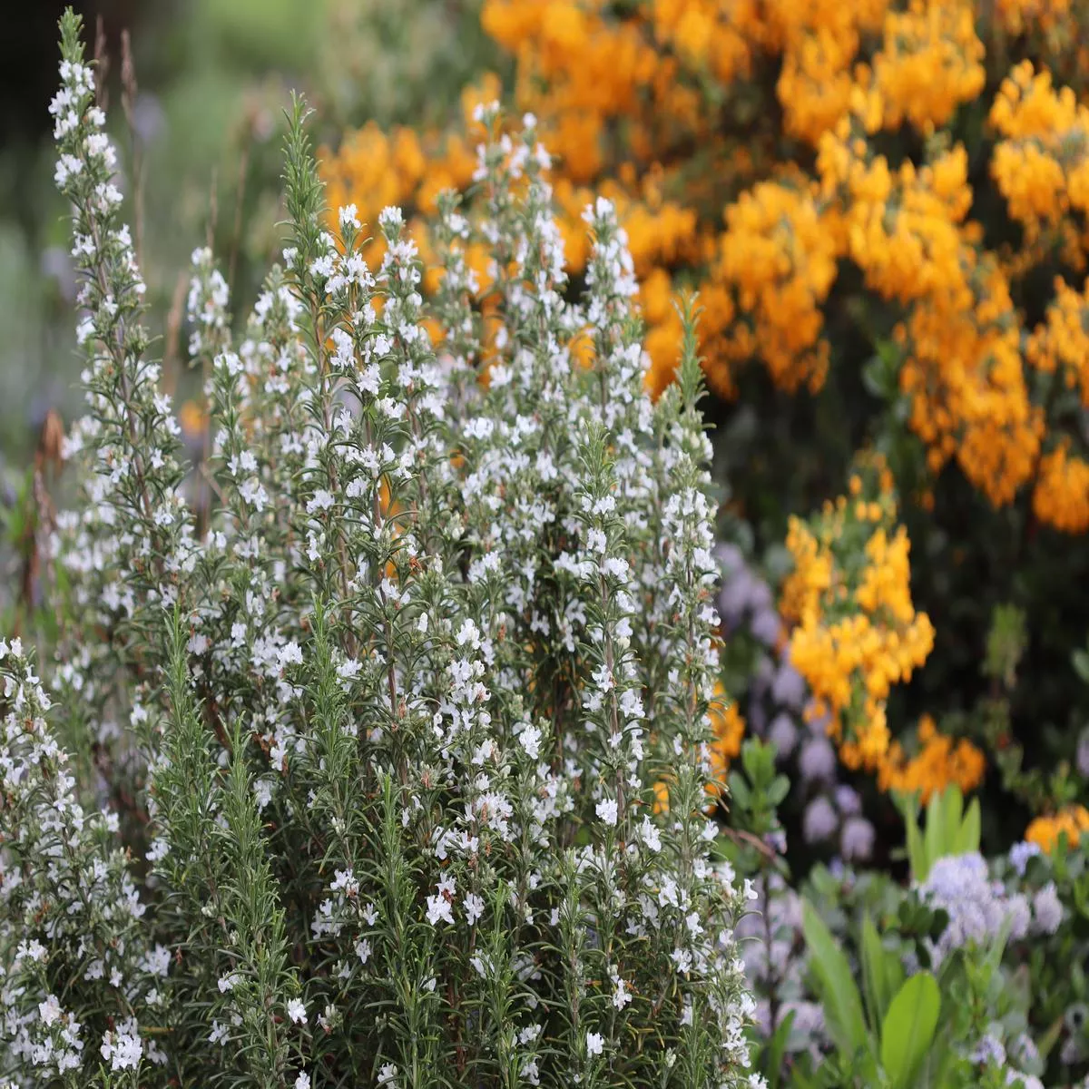 Rosmarinus officinalis’Albus ’