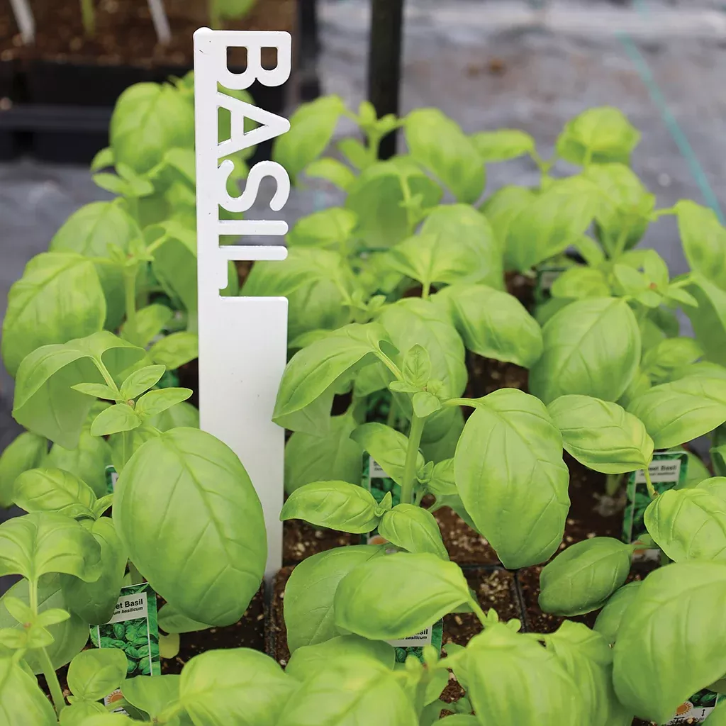 Row Marker Basil 12"