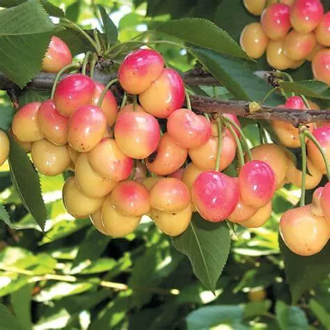 Royal Ann, Cherry (Dwarf)