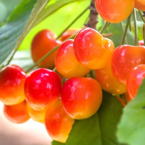 Royal Ann Cherry Tree