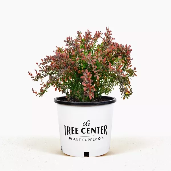 Royal Burgundy Barberry