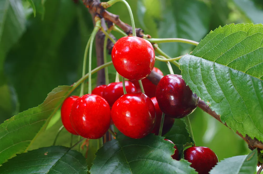Royal Crimson Cherry Tree – I/O
