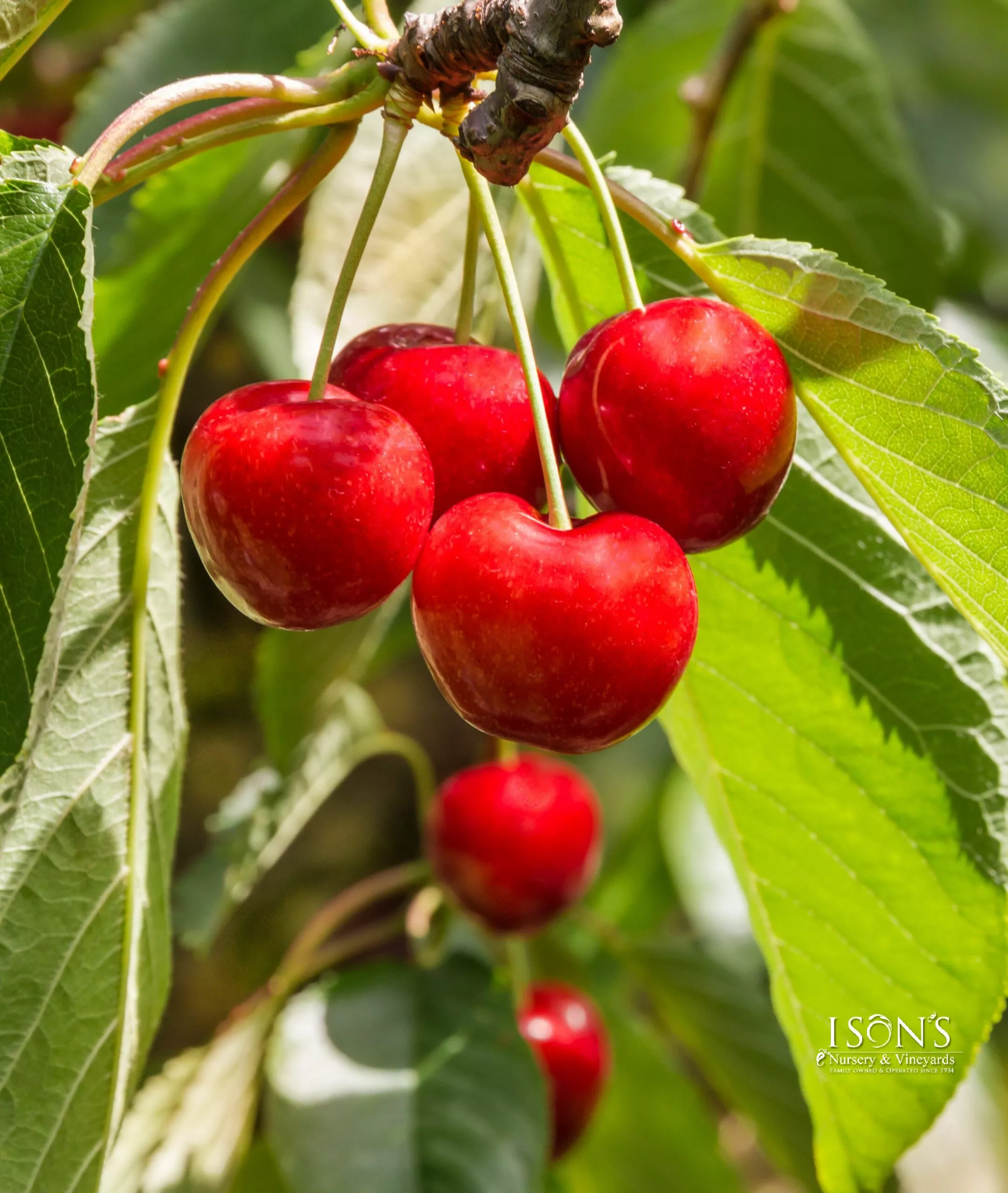 Royal Lee Cherry Tree – I/O